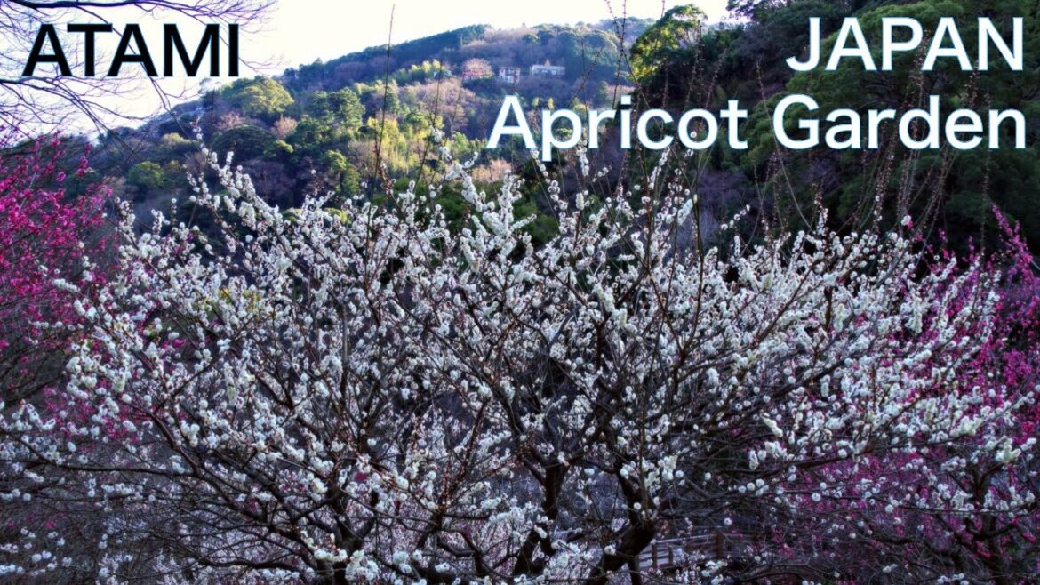 【ATAMI, JAPAN】Walk in Atami Japanese apricot Garden　Atami is famous Onsen resort near Tokyo